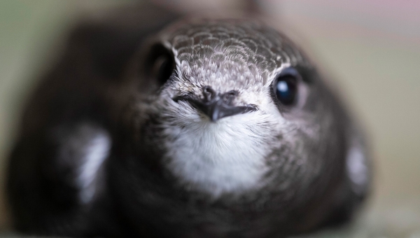 Aasta lind piiritaja : autor Sam Turley